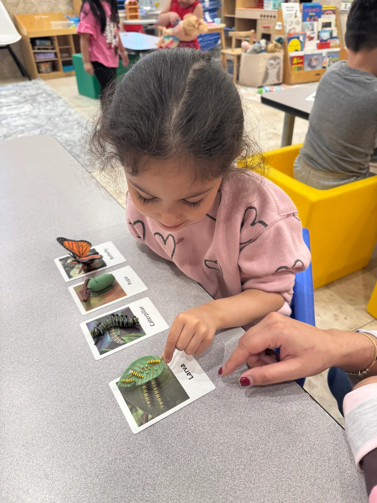 A child exploring butterfly life-cycle cards and models with an adult